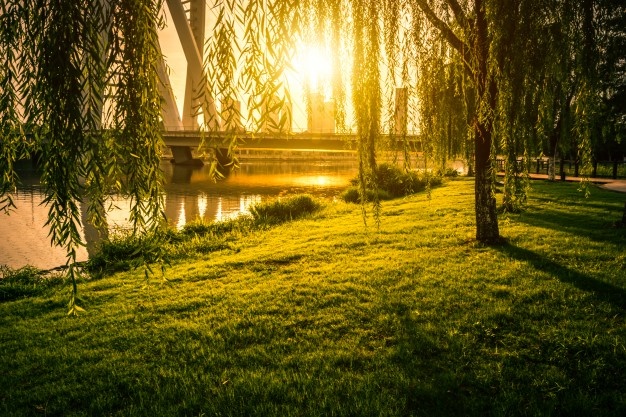 به جای زلف لیلی بید مجنون را تماشا کن…